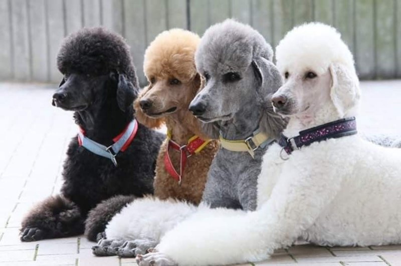 Белый Королевский пудель