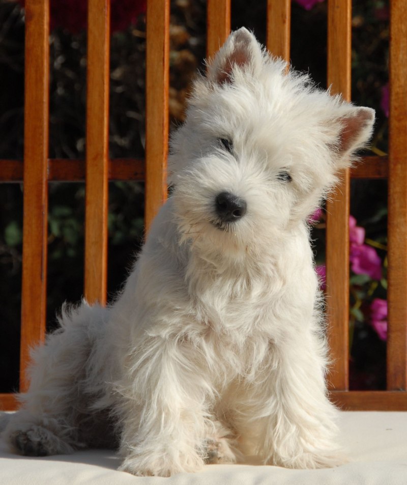 White Terrier Вест хайленд
