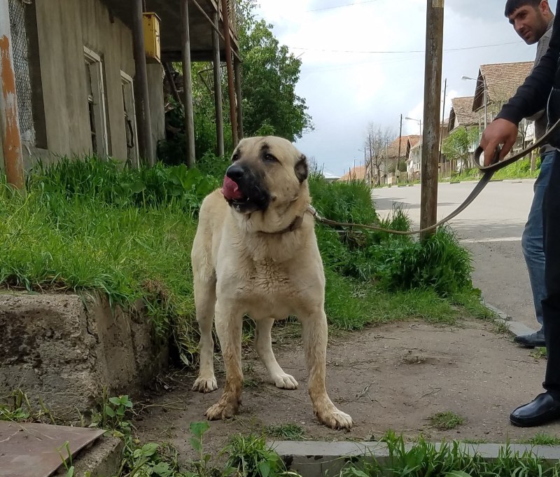 Армянский Гампр на двух лапах