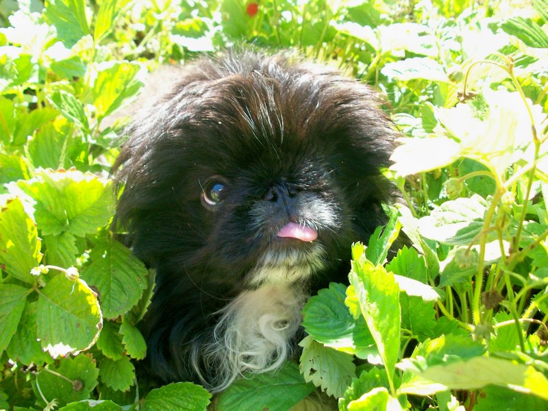 Стикеры Пекинес