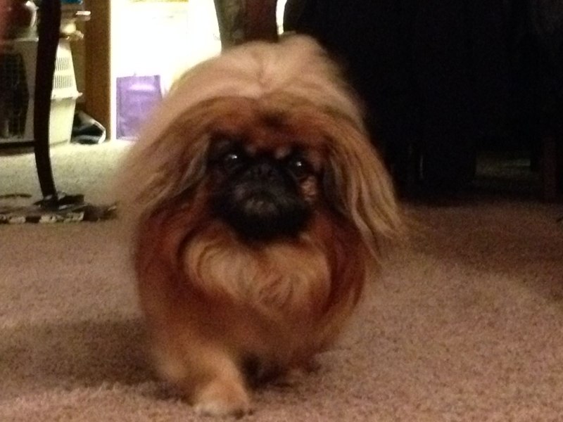 Постер Пекинес купить