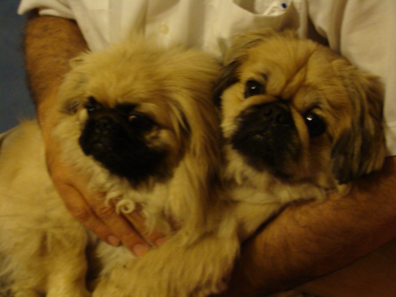 Императорский Пекинес пепельный