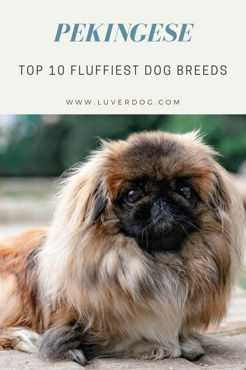 Челси Пекинес