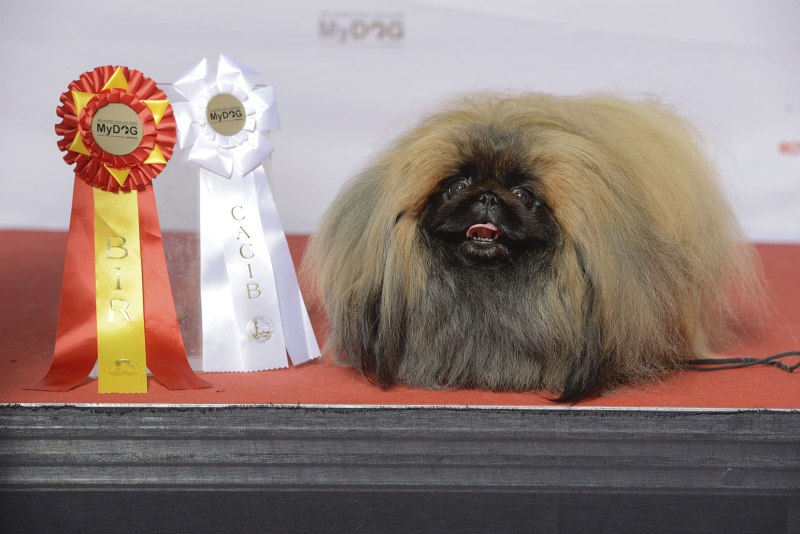 Пекинес рыжего окраса