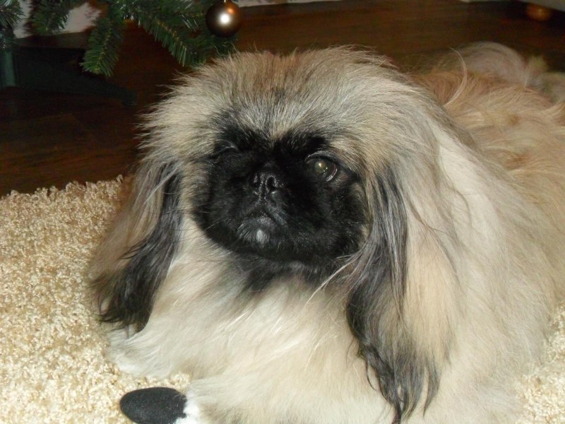 Пекинес с большими глазами