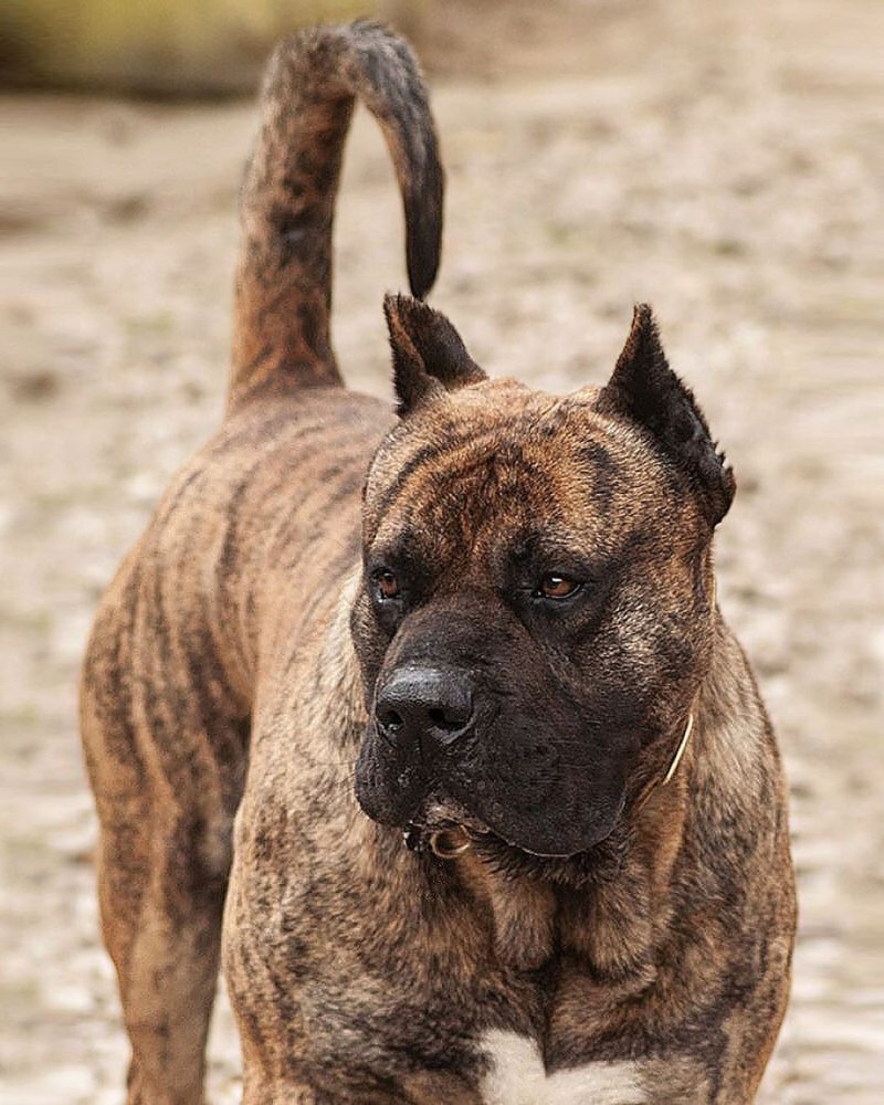 Преса Канарио Канарский дог presa Canario