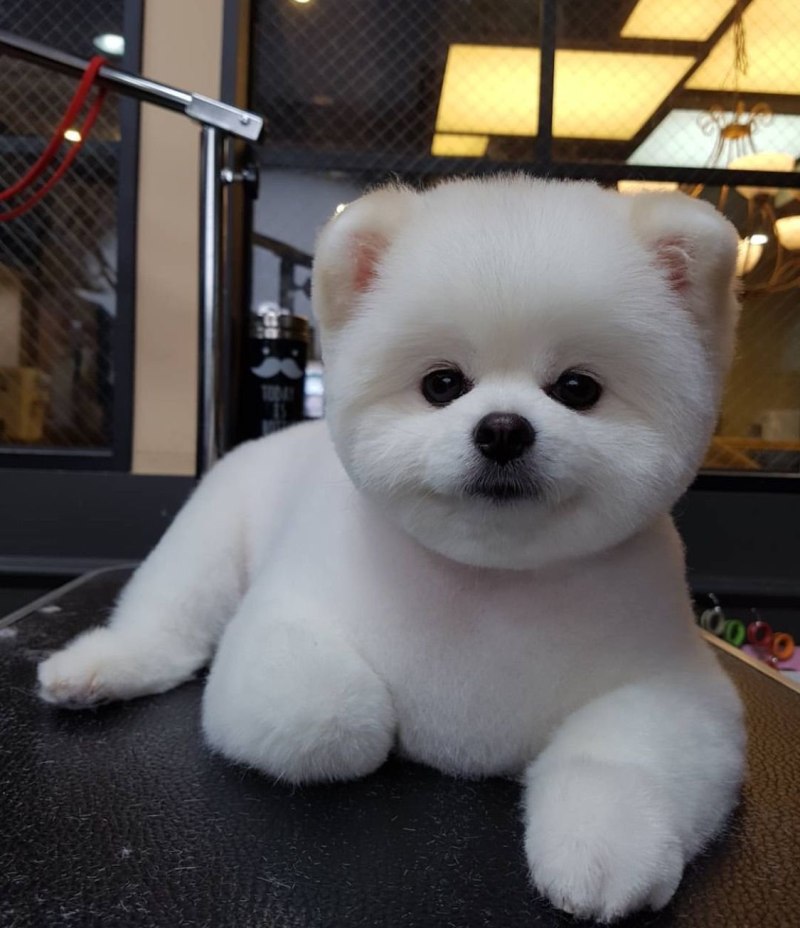 Померанский шпиц Boo
