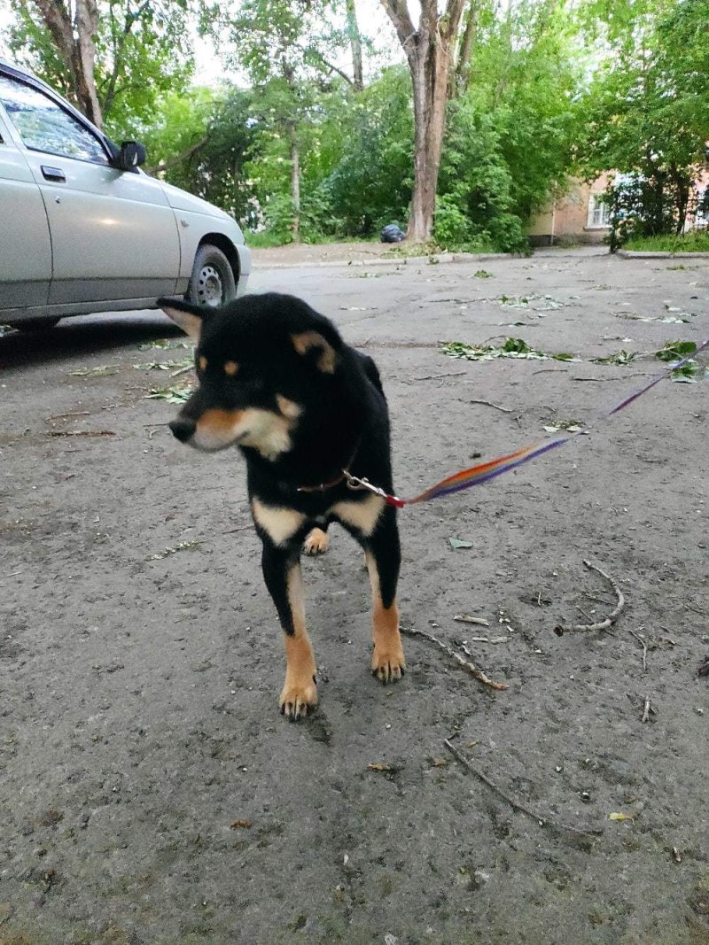 Собаки сиба ину потерялась