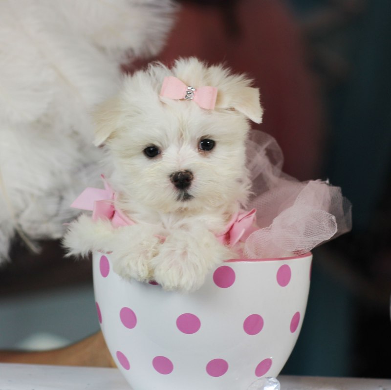 Мальтийская болонка Teacup