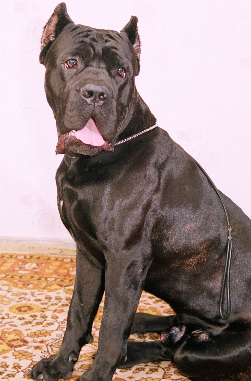 Кане Корсо питомник