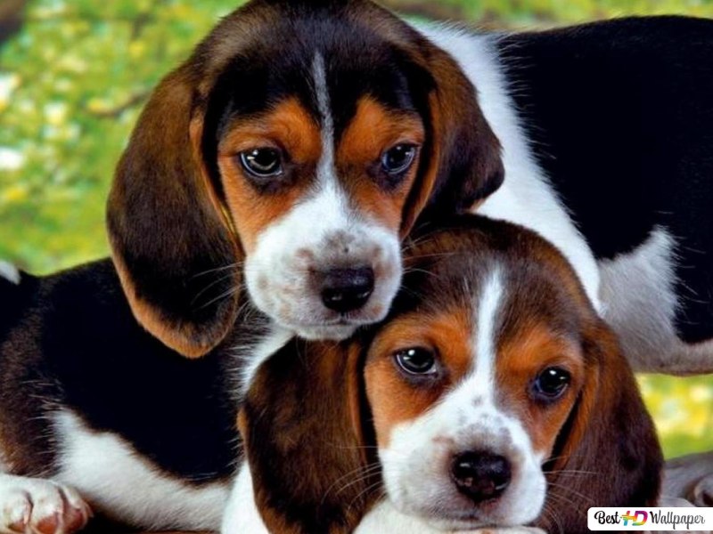 Бассет и Бигль