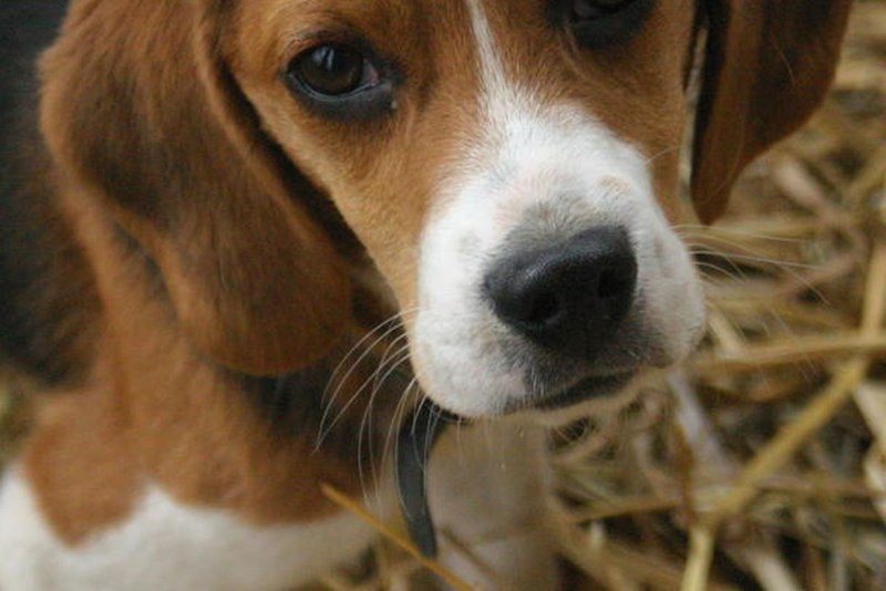 Виноватый пес Бигль