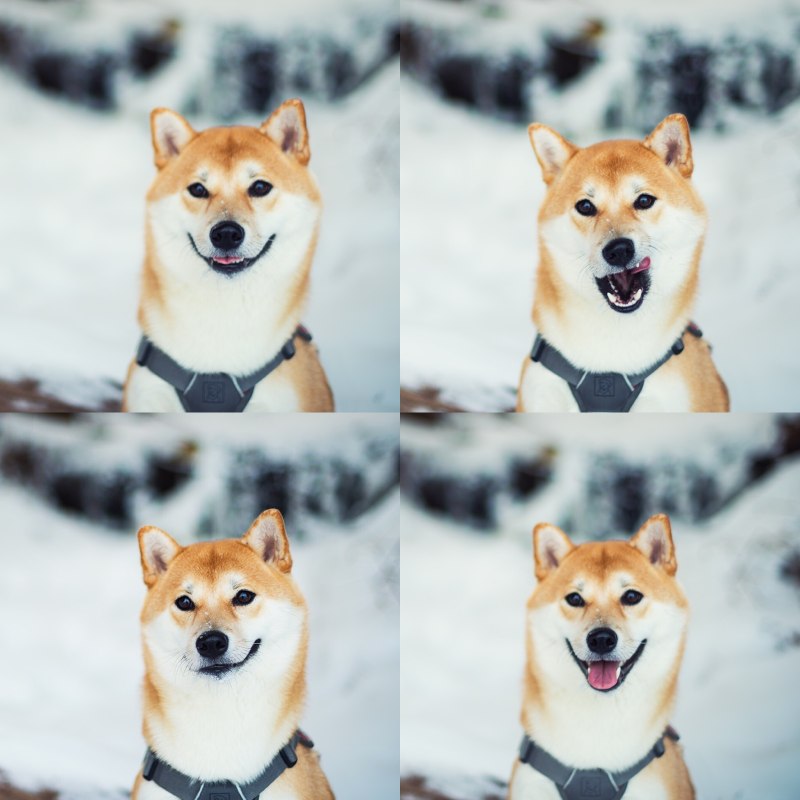 Сиба ину паттерн