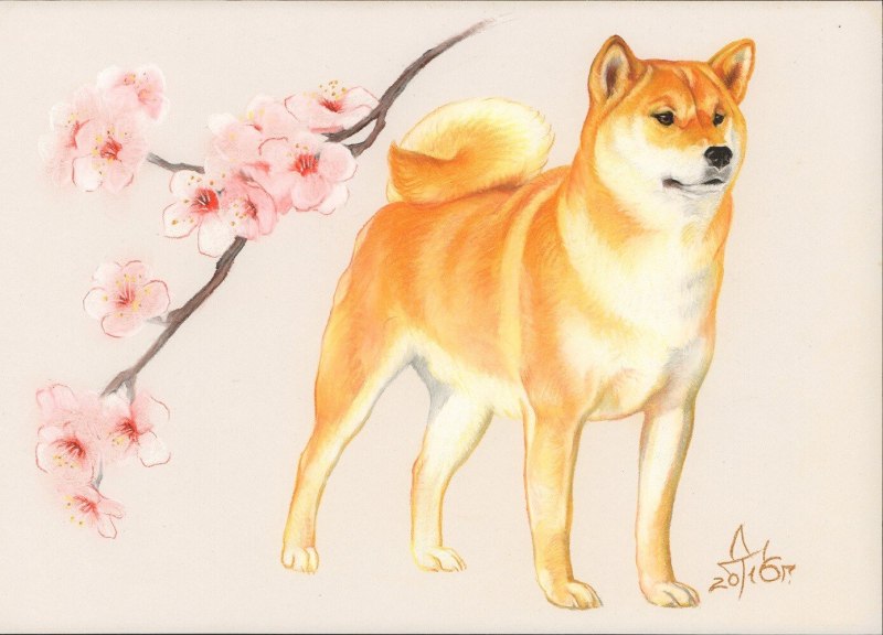 Скетчинг сиба ину