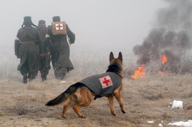 Приключения пса 2007