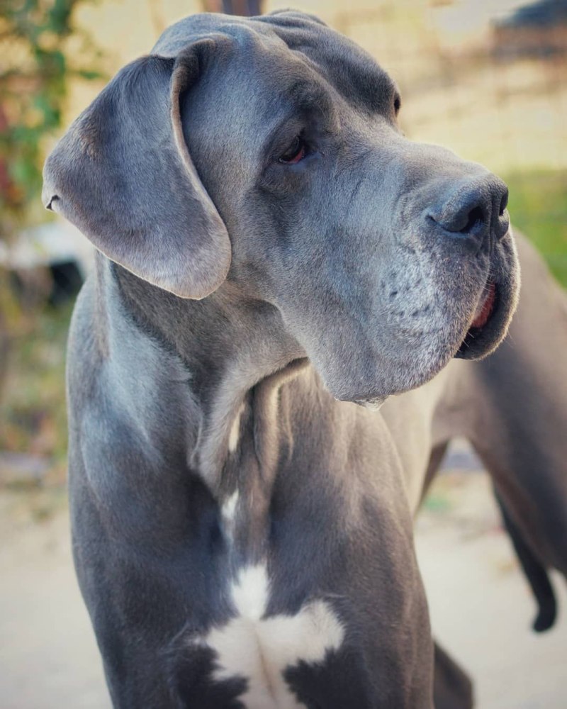 Blue great Dane порода