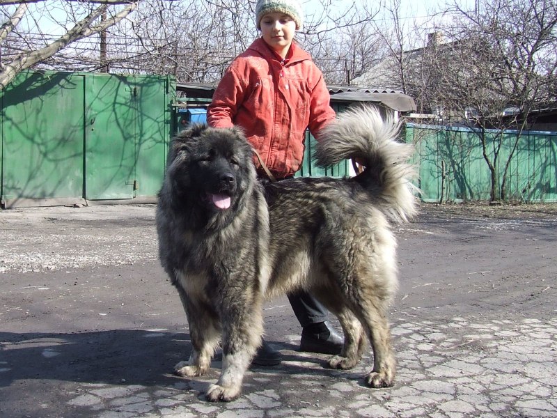 Кавказская овчарка серая