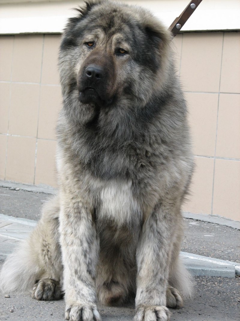 Кавказская овчарка