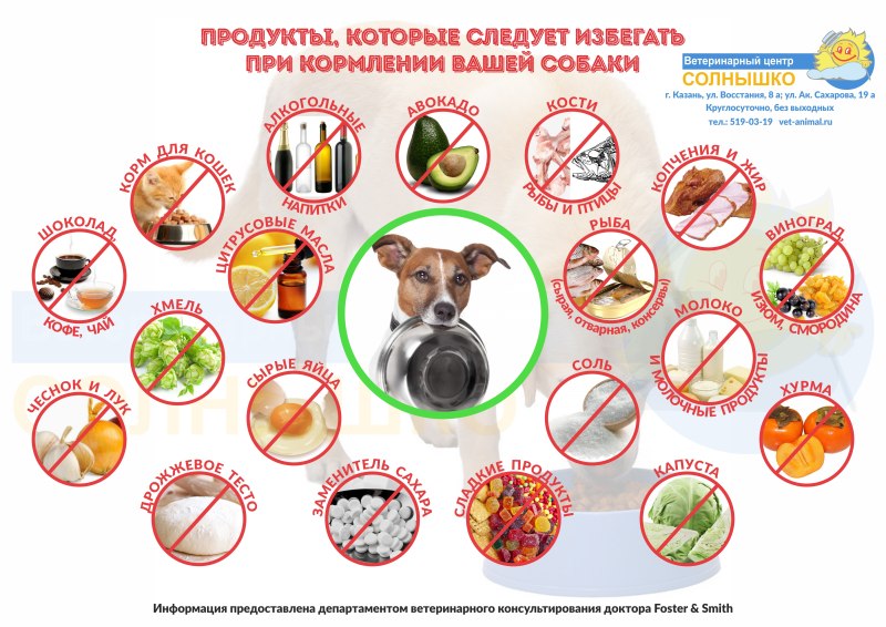 Список запрещенных продуктов для собак