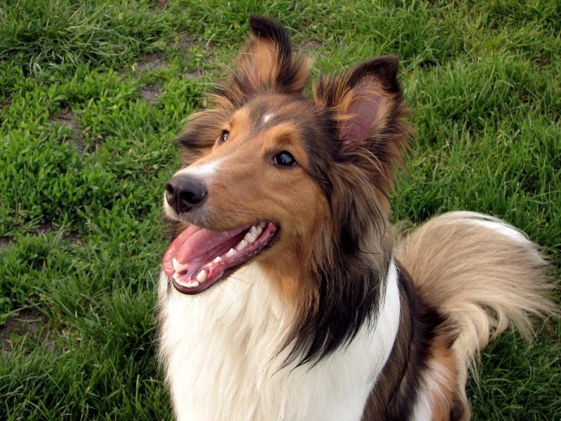 Border Collie British Standard