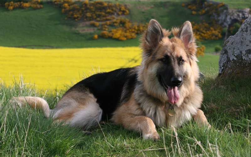 German Shepherd немецкая овчарка
