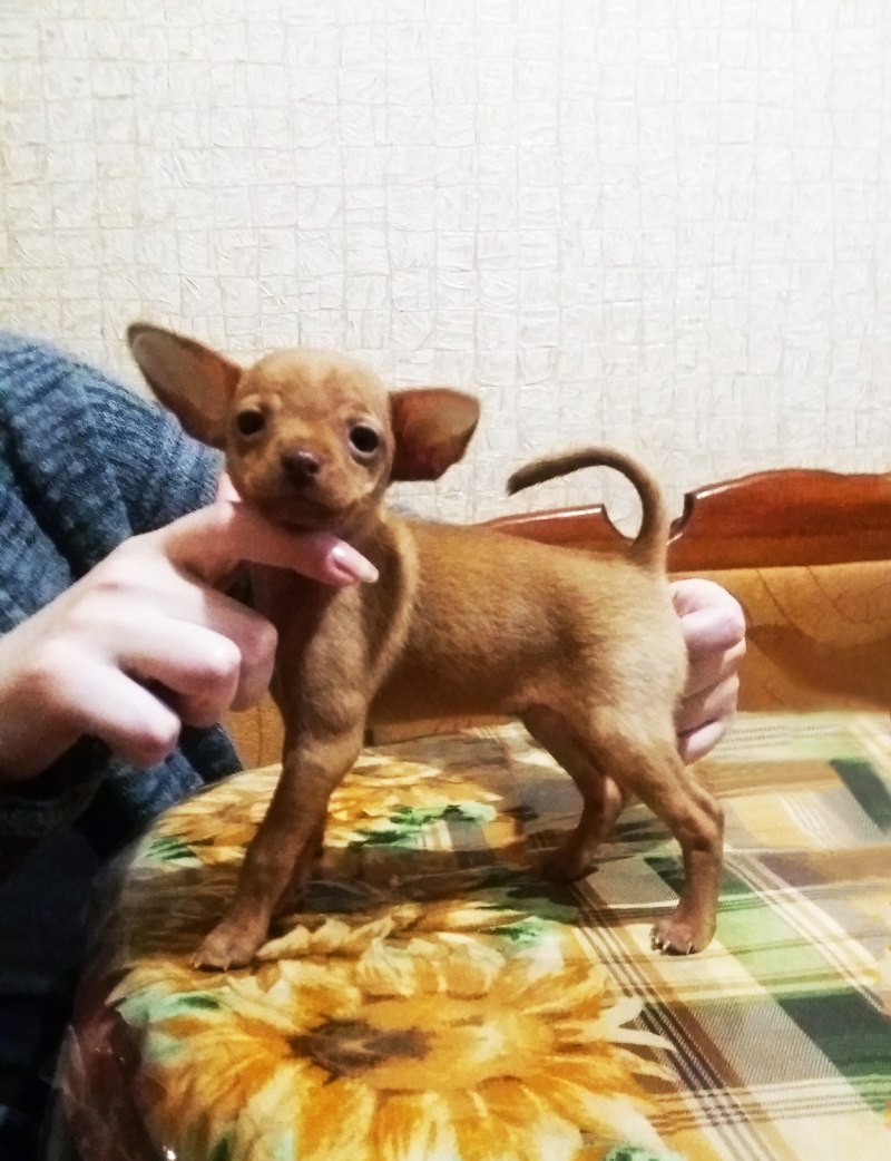 Смесь чихуа и той терьера