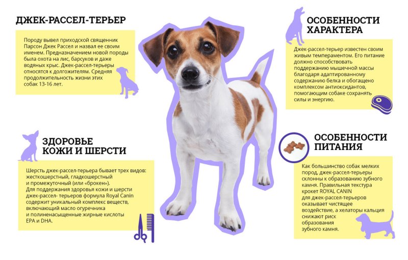 Питание Джек Рассел терьера