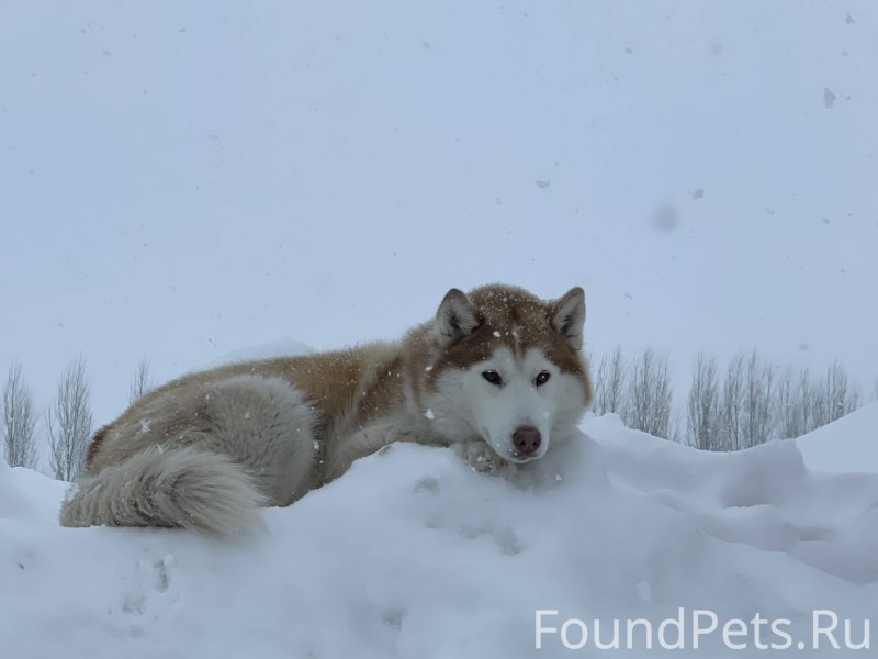 Хаски девочка лежит на спине на улице