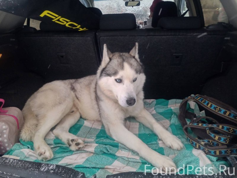 Найдена хаски