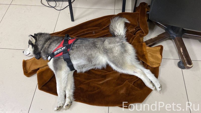 Хаски кобель