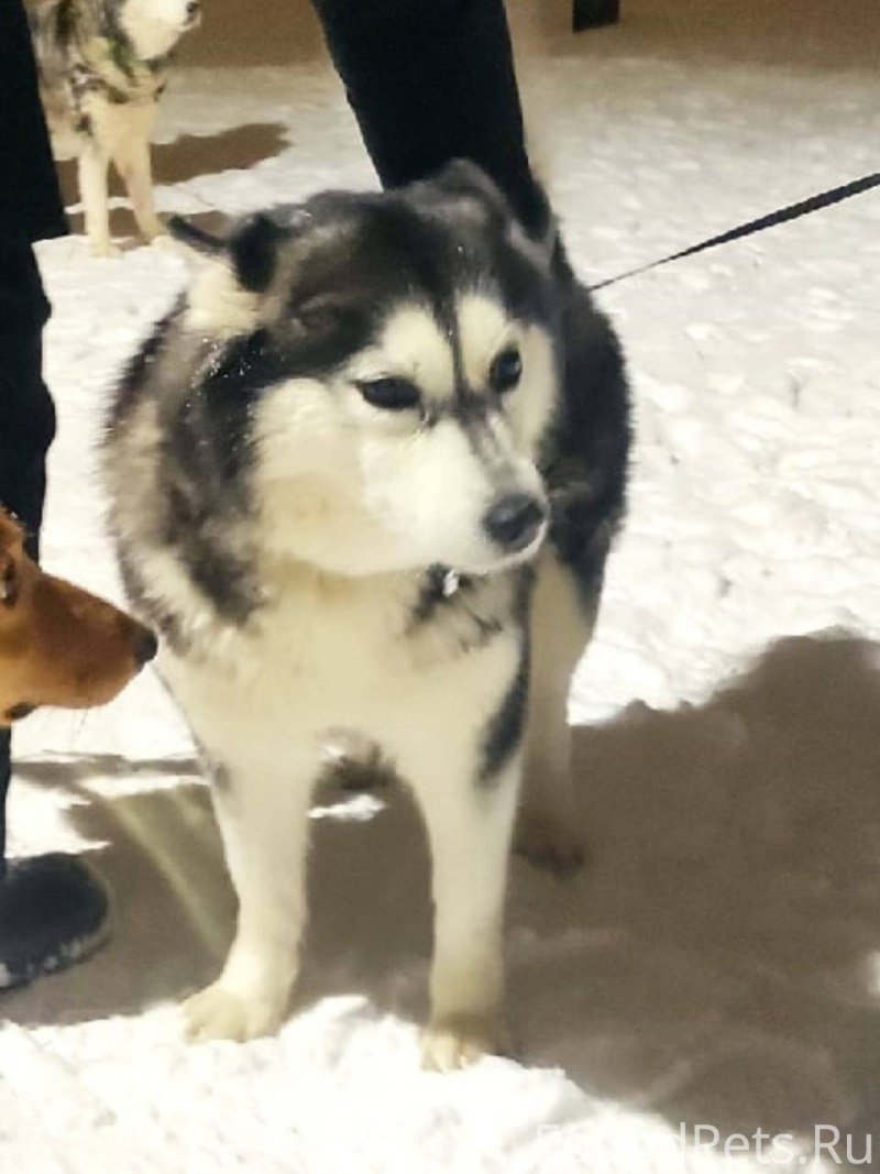 Найден хаски кобель