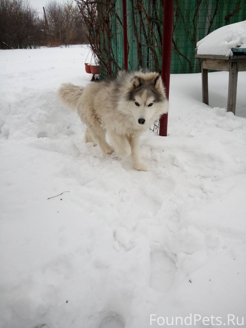 Собаки хаски Архангельская область