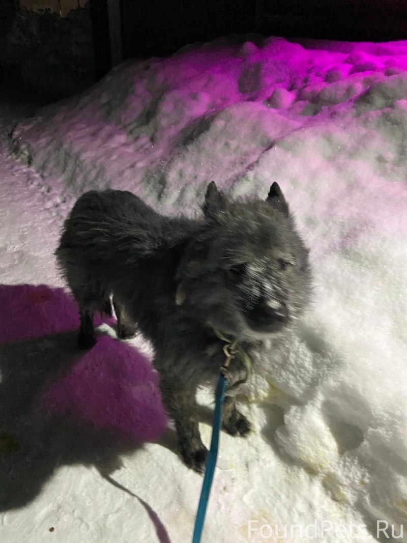 Балто хаски