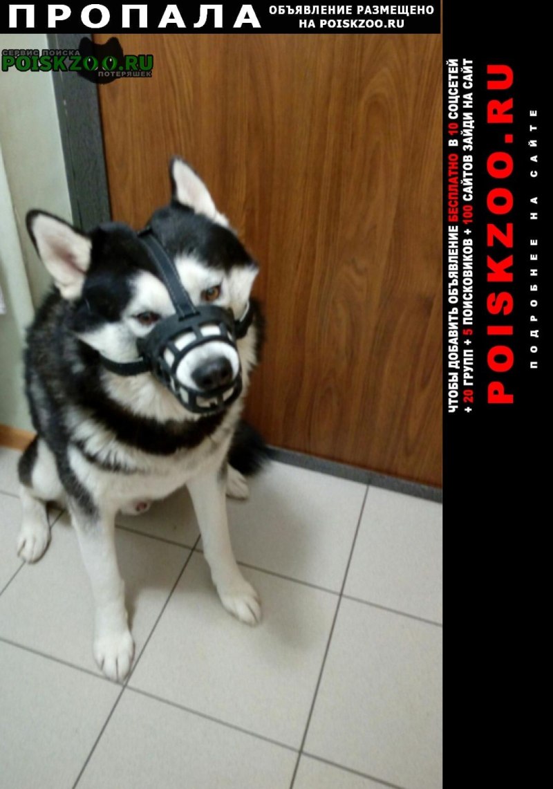Найдена собака породы хаски Ростов на Дону
