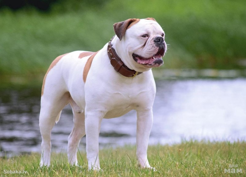 American Bulldog yavrusu