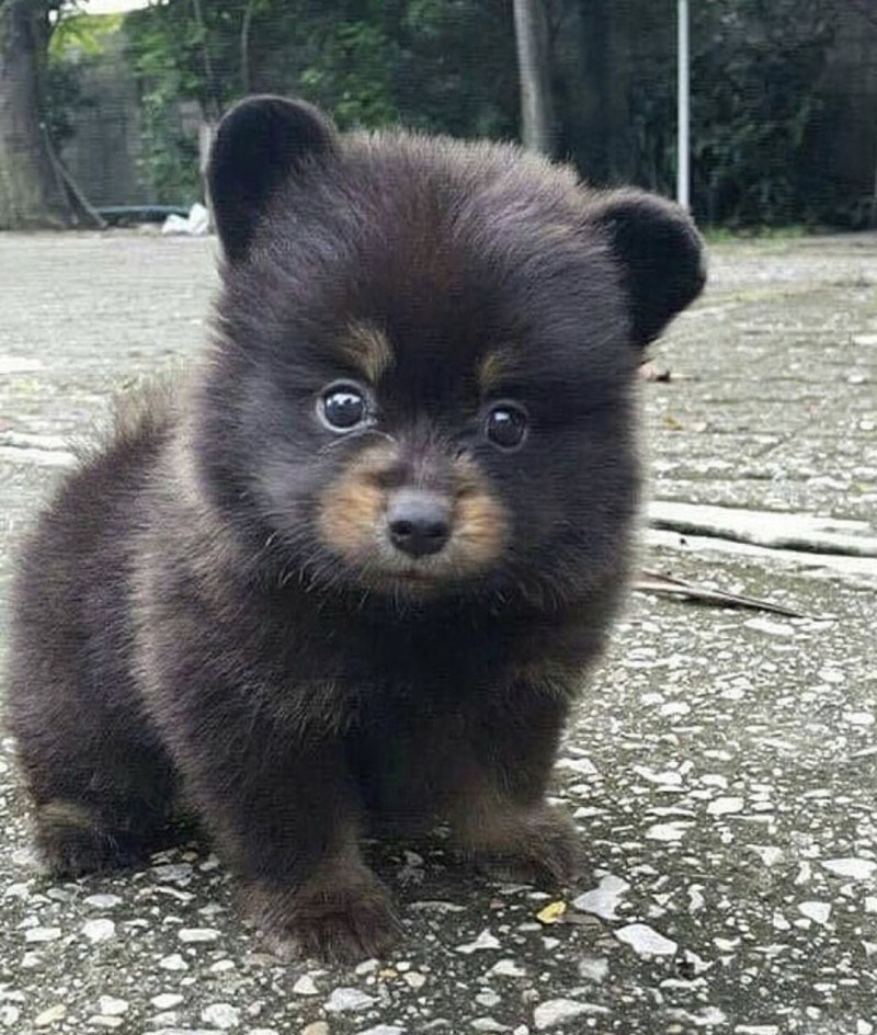 Собачка похожа на маленького медвежонка порода с фото