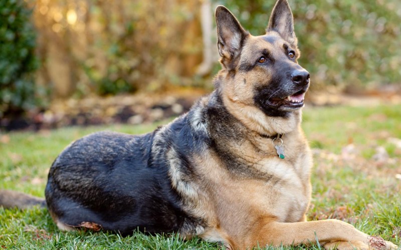 German Shepherd немецкая овчарка