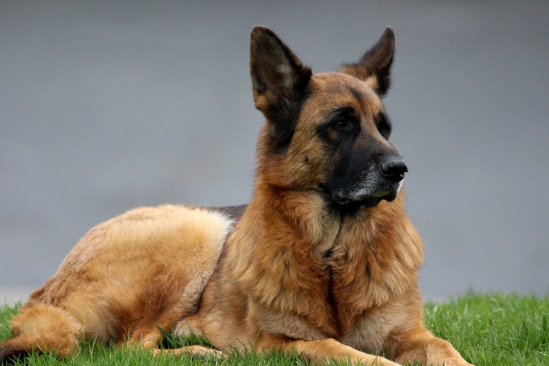 German Shepherd немецкая овчарка
