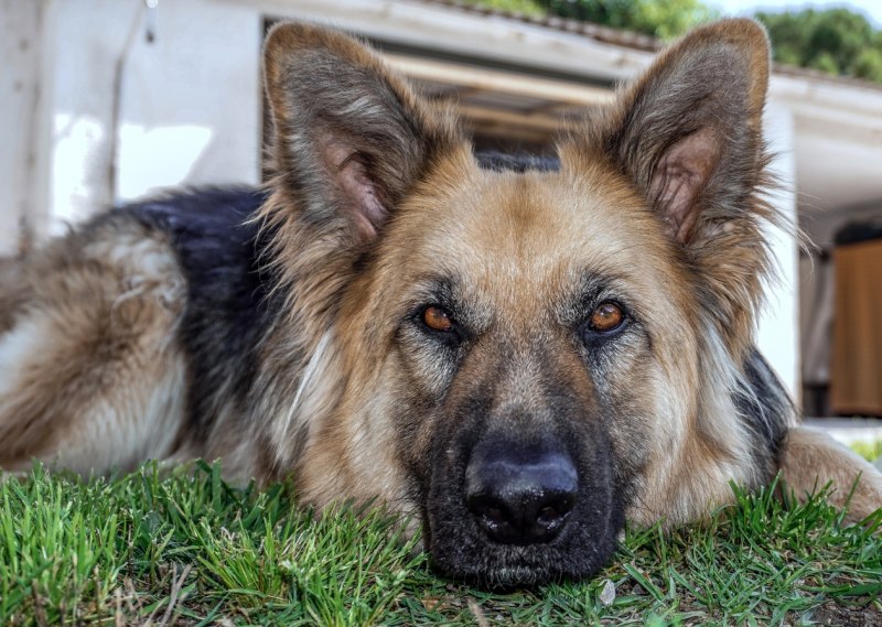 German Shepherd немецкая овчарка щенок