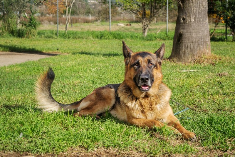 German Shepherd немецкая овчарка