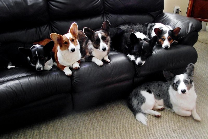 Cardigan Welsh Corgi