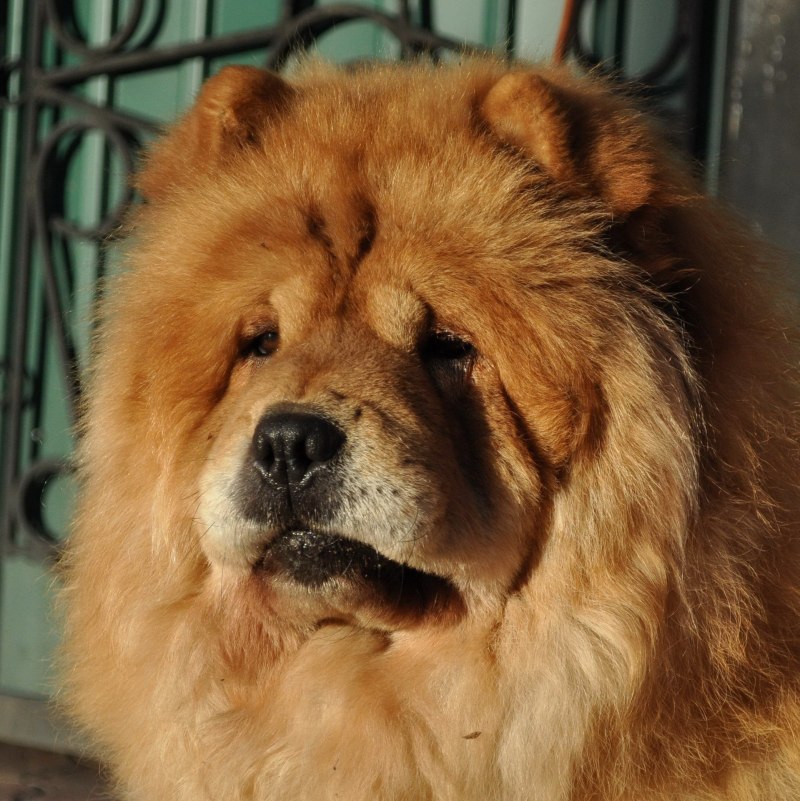 Чау-чау рыжий