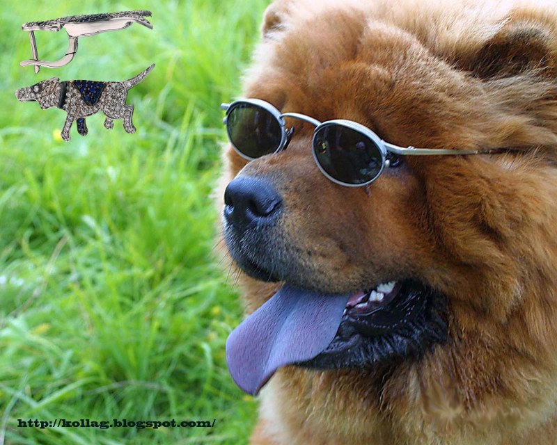 Чау-чау собака синий язык