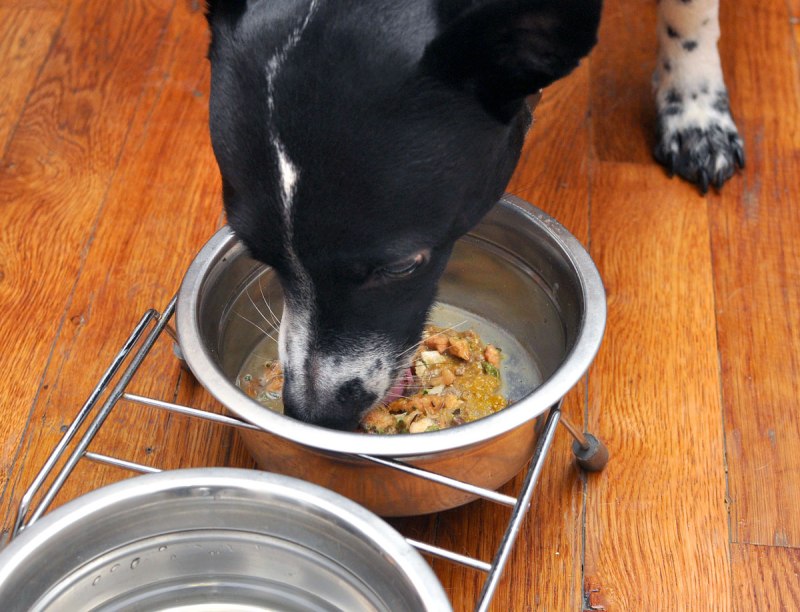 Could a Raw Dog food Diet replace the need to Brush?
