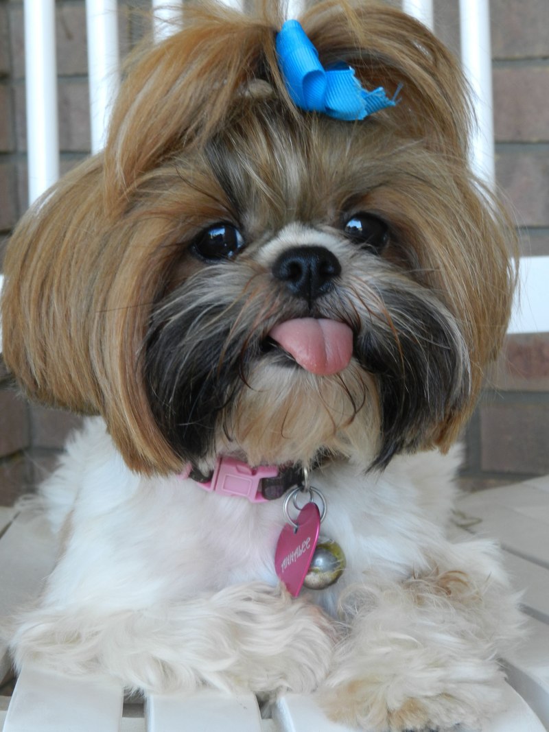 Ши-тцу (Shih Tzu