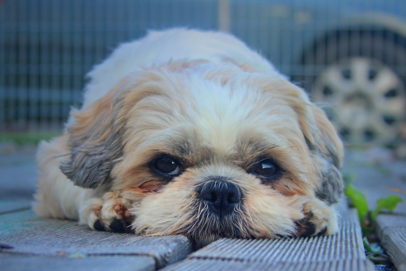 Ши-тцу (Shih Tzu