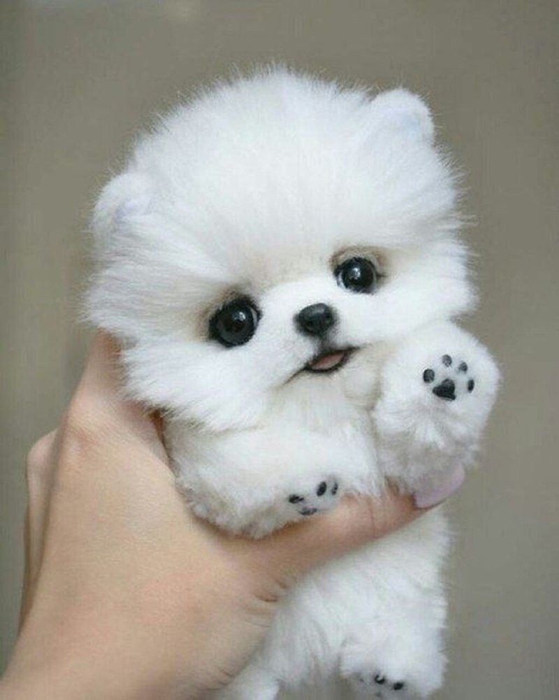 Померанский шпиц Teacup.