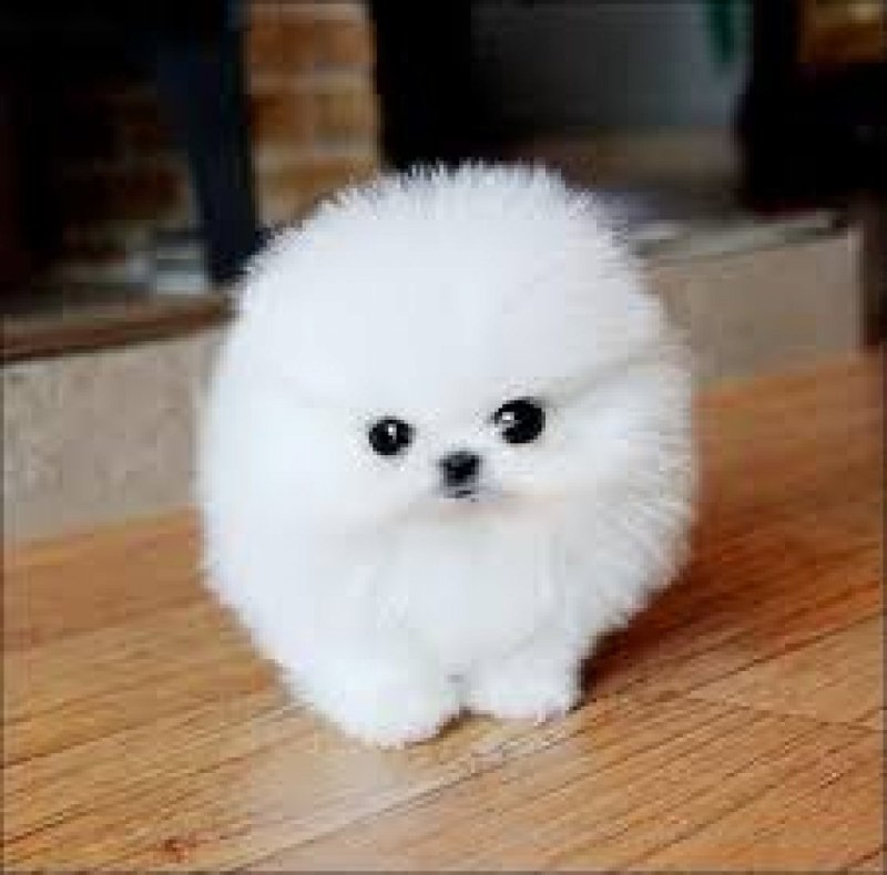 Померанский шпиц Teacup Dog