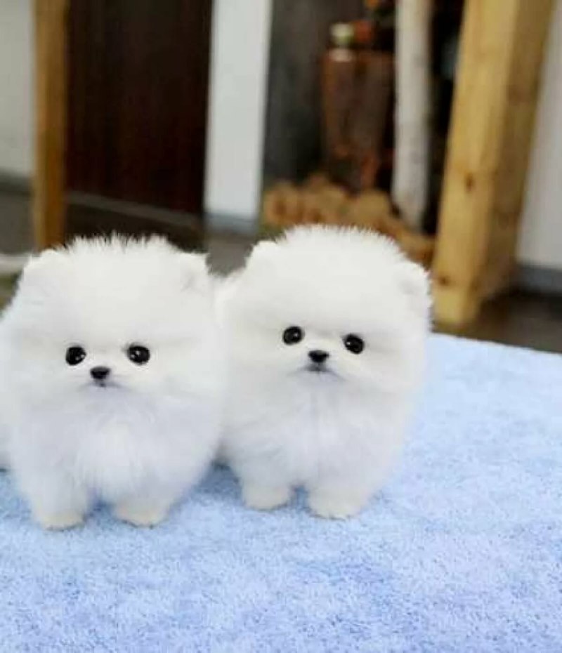 Померанский шпиц белый корейский