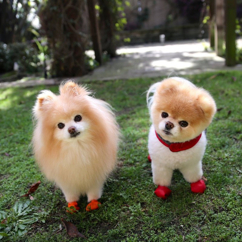 Померанский шпиц Boo